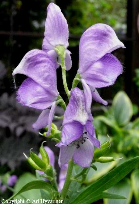 Aconitum biflorum, ukohattu